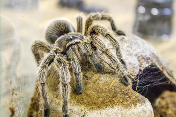 A huge spider, goliath bird-eating tarantula (the biggest tarantula in the world) close-up
