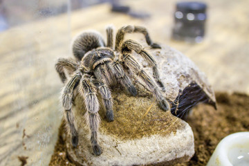A huge spider, goliath bird-eating tarantula (the biggest tarantula in the world) close-up