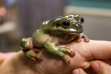 A Pacific Treefrog (Pseudacris Regilla); Mendocino County, California, Usa
