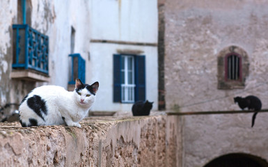 Moroccan cats sitting on the fortress wall in medina of Essaouira, Morocco