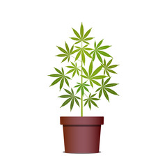 Marijuana or cannabis plant in pot. Herbs in a pot. Growing cannabis. Drug consumption, marijuana use. Isolated vector illustration on white background.