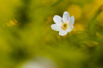white anemone flower