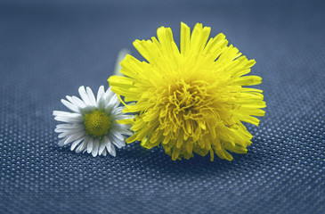 beautiful, small bunch of chamomiles and dandelions, on a dark background. Flowers on a blue background