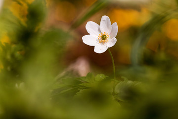 white anemone flower