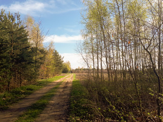 road in the forest, blue sky and green grass.