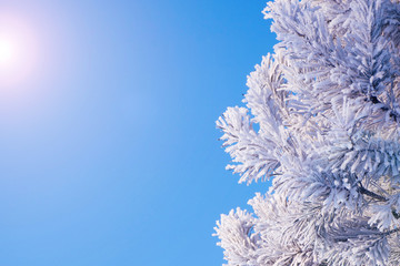Hoarfrost. Winter. Blue sky.