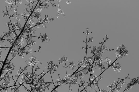 Frühling in Schwarz-Weiß