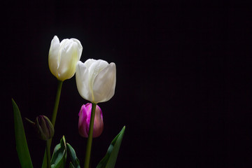 Group of White Tulips under a dim light on black background