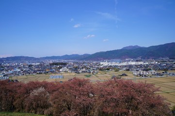 弘法山古墳から見た松本平と桜