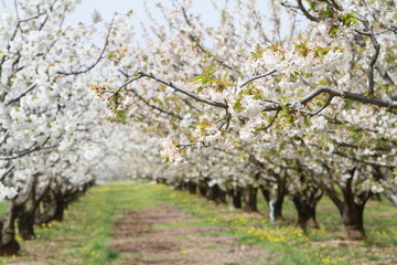 champs de cerisiers 2018