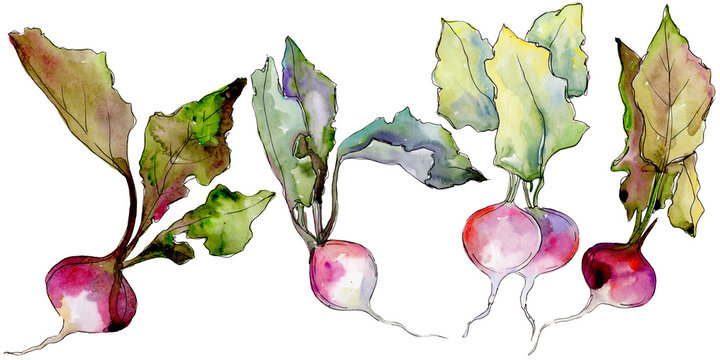 Radish wild vegetables  in a watercolor style isolated. Full name of the fruit: Radish. Aquarelle wild vegetables for background, texture, wrapper pattern or menu.