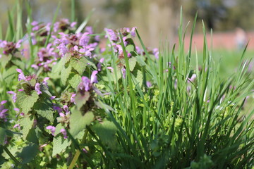 Obraz premium Frühlingswiese