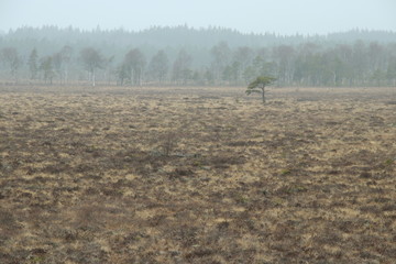 View of a foggy European swamp an early morning