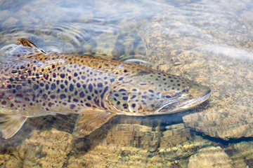 seltene Ferox Forelle oder Brown Trout aus Irland Lough Corrib