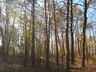 Spring forest landscape background