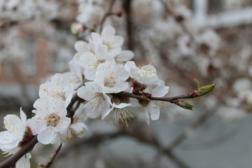 Spring flowering peach