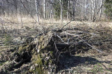 effects of the hurricane