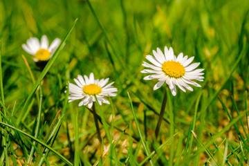 Blooming daisies in green grass in spring