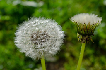 Les dents-de-lion du printemps
