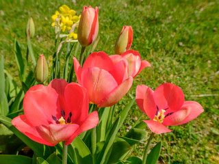 Beautiful pink tulips in flowerbed in spring