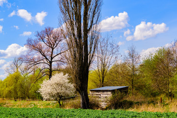 Hut a blooming tree by green field at the edge of Prague