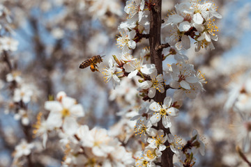  The bee collects honey from the flower. On the legs is a pea of ​​pollen.