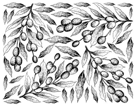 Hand Drawn Background of Fresh Brazil Plums
