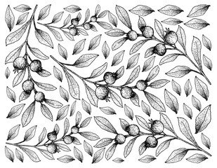Hand Drawn Background of Cambui Roxo Fruits