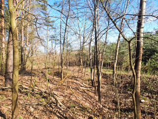 Fototapeta premium Spring forest landscape background