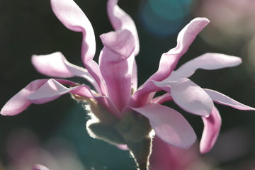 Fototapeta premium pink magnolia blossom