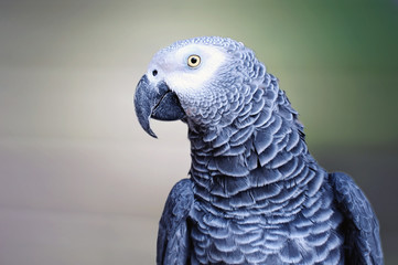 Obraz premium The grey parrot Psittacus erithacus, also known as the Congo grey parrot or African grey parrot, is an Old World parrot in the family Psittacidae.