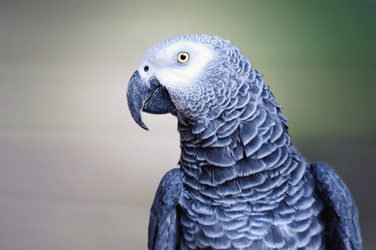 The grey parrot Psittacus erithacus, also known as the Congo grey parrot or African grey parrot, is an Old World parrot in the family Psittacidae.