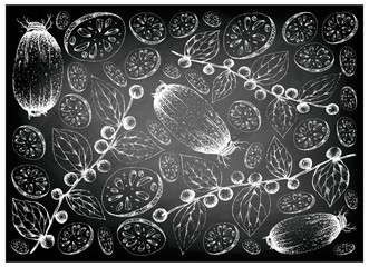 Hand Drawn Lotus Root and Jackal Jujube Fruits on Chalkboard