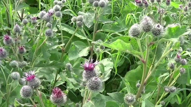 Blooming burdock in the summer field. Arctium. HD video.