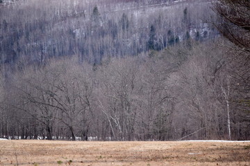 New England Mountains in Early Spring