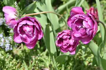 Tulipani