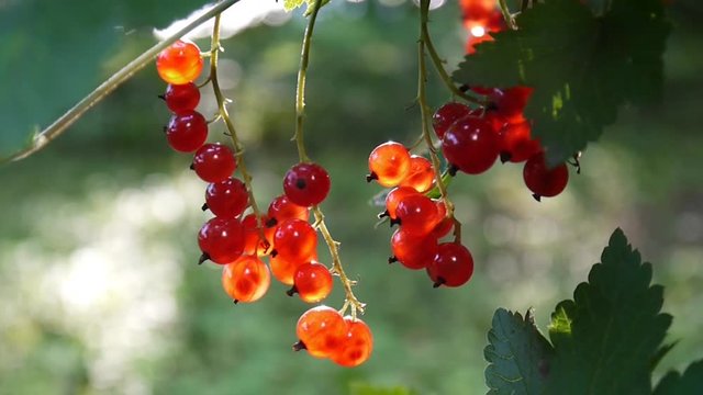 Red Ribes rubrum berries on the plant close-up HD footage - The redcurrant deciduous shrub fruit natural shallow video static camera