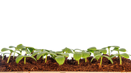 Seedlings of agricultural plants on white background