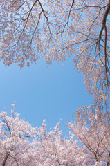 青空と桜