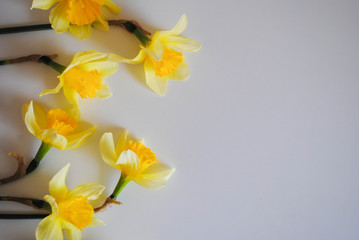Yellow daffodils on a white background