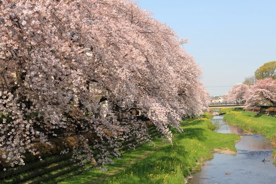 春の小川