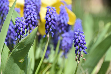 Muscari