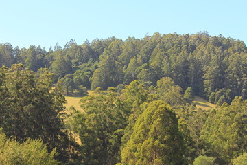 Obraz premium bushes, mountain in the countryside