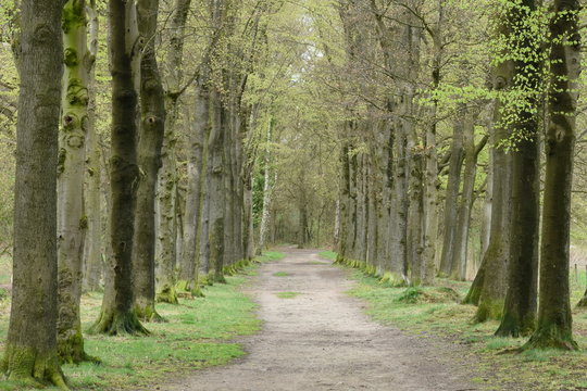 pril voorjaar met jong blad aan de beuken van de beukenlaan in de Kruisbergse bossen
