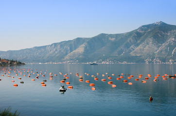 Oyster farms in the Kotor Bay, Montenegro, Kotor-Risan