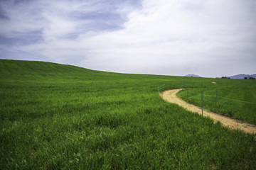 청보리 와 하늘