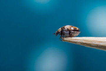 Varied carpet beetle (Anthrenus verbasci)