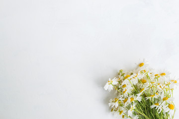White daisies on a light background