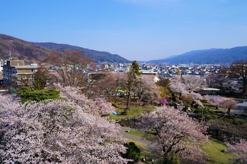 Fototapeta na wymiar 高島城天守から見た高島公園と桜