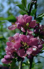 Pink flowers spring time fresh